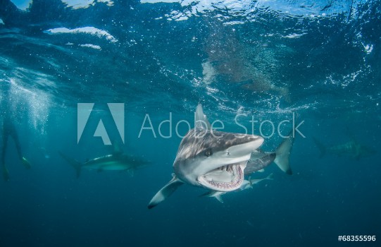 Picture of Tiger Shark with blacktip sharks